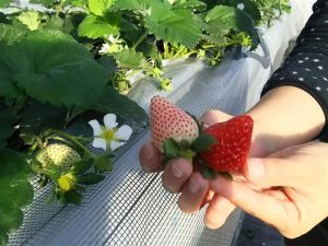 関東のいちご狩り、おすすめの品種と農園は?新種のとちあいか、話題の真紅の美鈴も!
