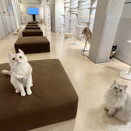 ネコたちが待っている「ニャンジャタウン」は大人気/ナンジャタウン(東京都/豊島区)