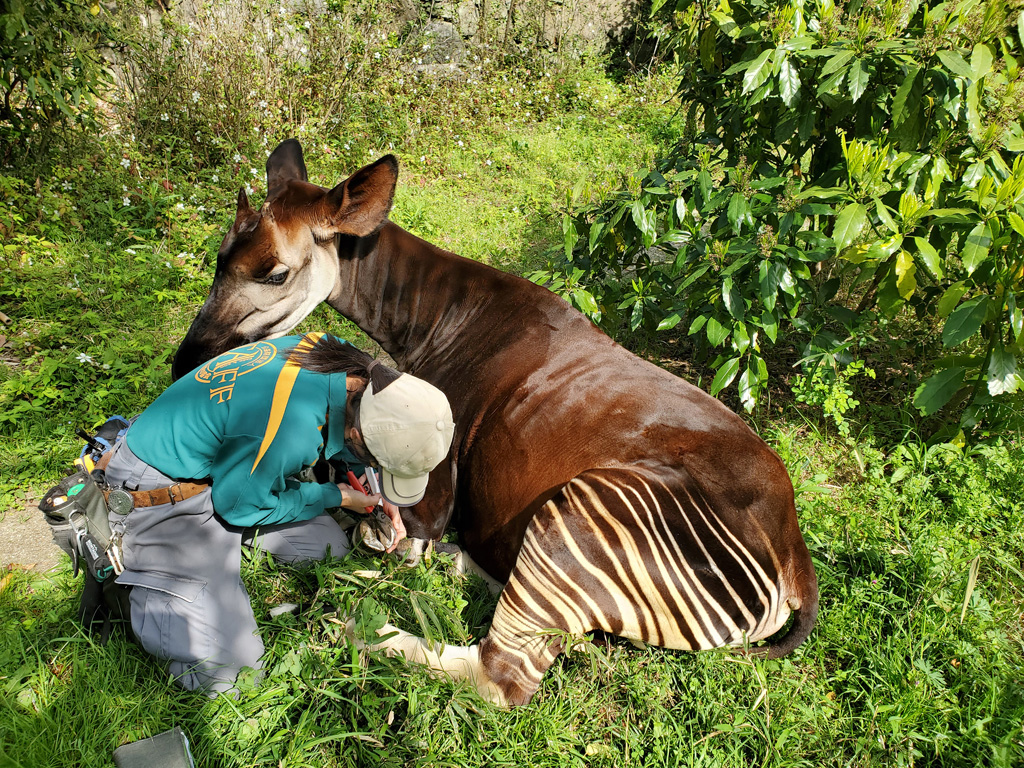 ネイルケア中の横浜市立金沢動物園の“キィァンガ”