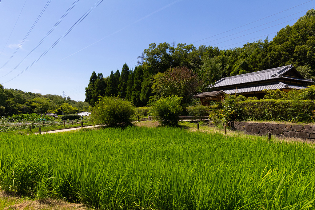 「河内の里」/錦織公園(大阪府/富田林市)