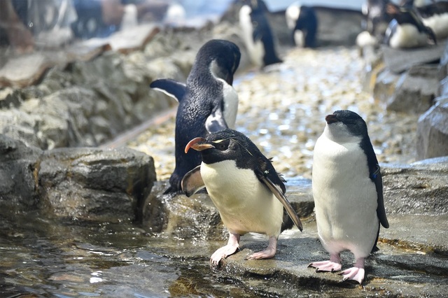 イワトビペンギン