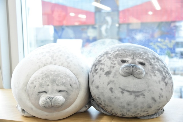 アザラシのぬいぐるみ(海遊館)