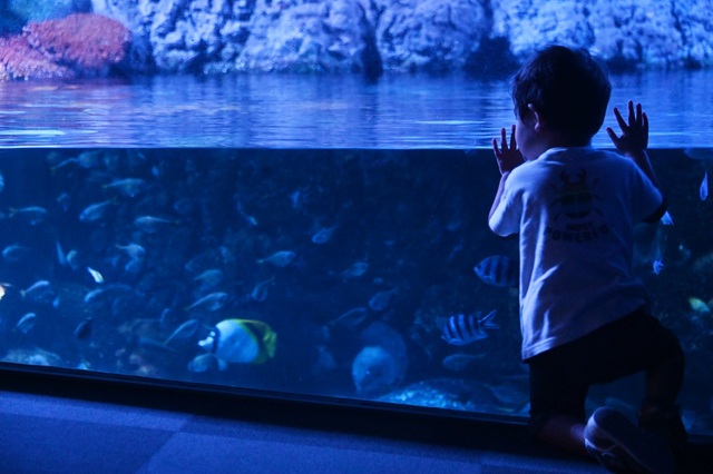 夜の水族館/海遊館