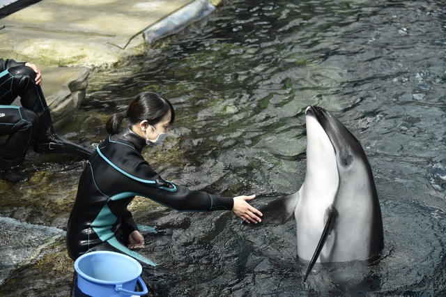 イルカとのコミュニケーション(海遊館)