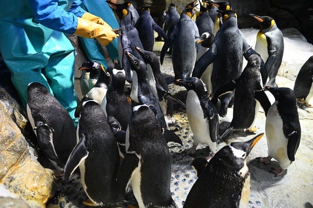 ペンギンのお食事タイム/海遊館