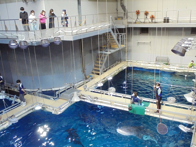 バックヤードツアー/海遊館
