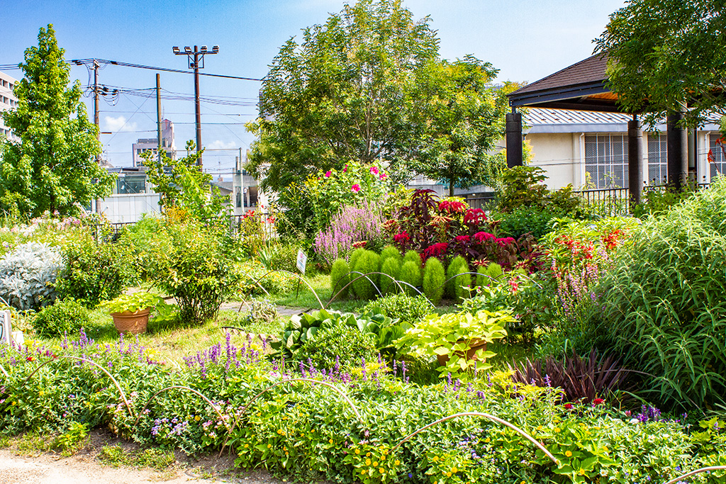 四季折々の花/梅小路公園(京都府/京都市)