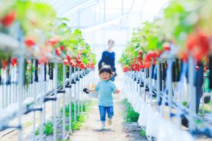 関東の電車で行けるいちご狩りまとめ(2025春/東京・埼玉など)駅近または送迎あり