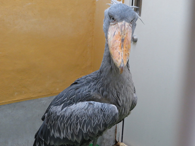 那須から高知へやってきた頃の“カシシ”/高知県立のいち動物公園（香南市）