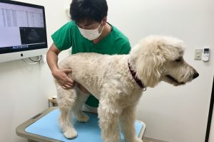 子どもに人気のお仕事に注目！｜獣医さん（清澄白河アニマルクリニック 本池さん）＜お仕事編＞