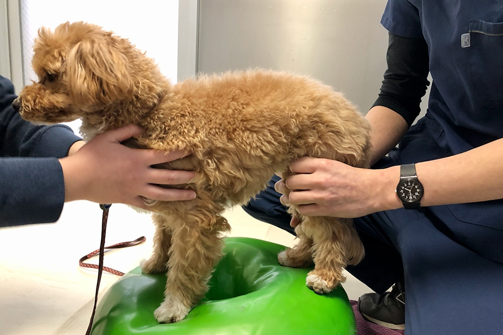 お仕事インタビュー(獣医さん)