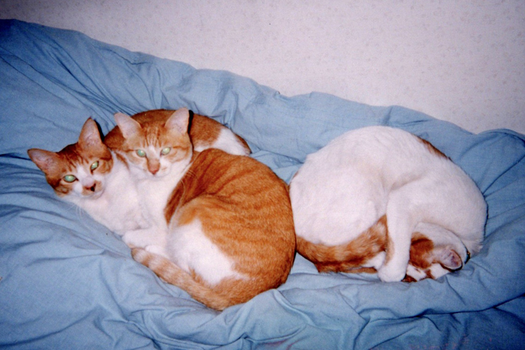 本池さんの愛猫/お仕事インタビュー（獣医さん）