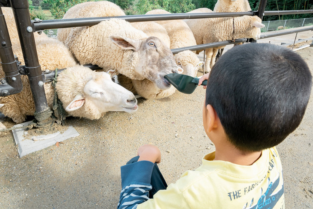 ヒツジのえさやり体験/堺・緑のミュージアム ハーベストの丘(大阪府/堺市)