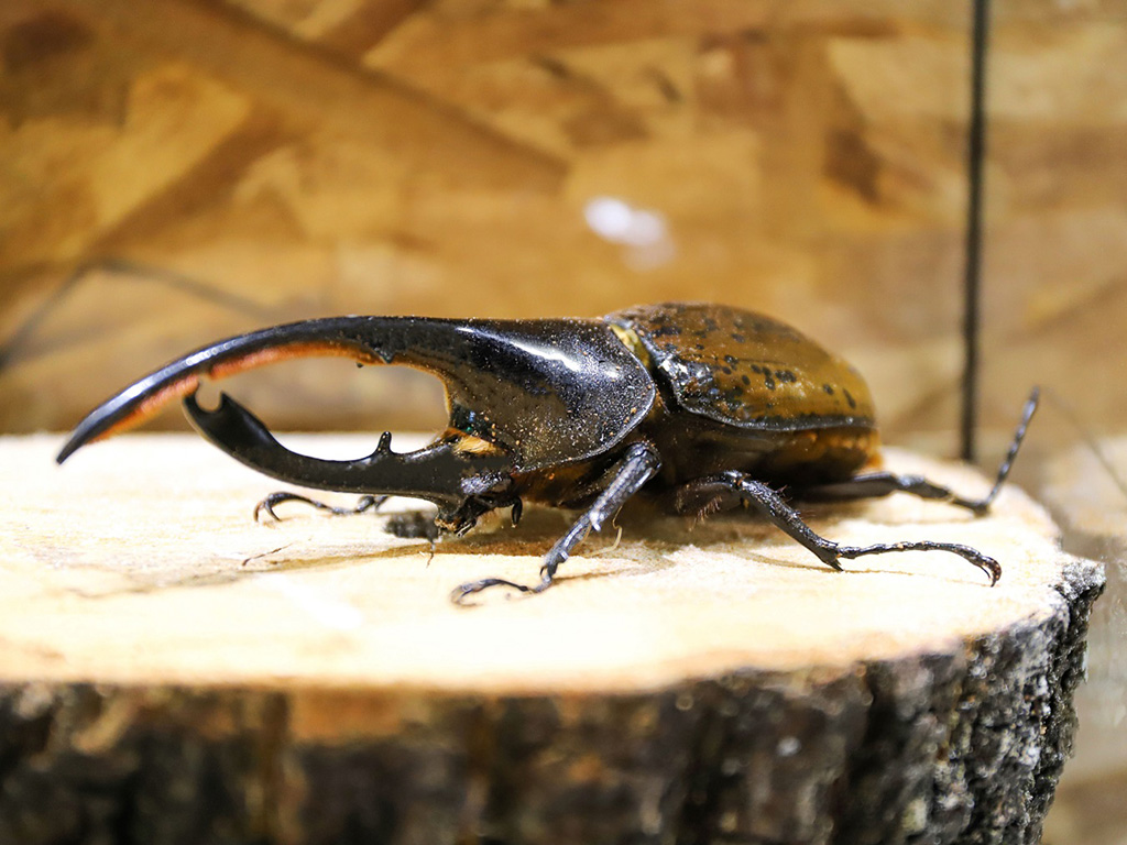 ヘラクレスオオカブト/堺・緑のミュージアム ハーベストの丘(大阪府/堺市)