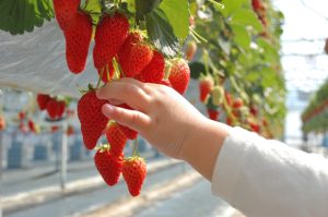 アクアライン近く！木更津・君津・富津のいちご狩り＆ドライブスポット（2025春）