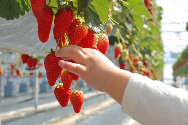 アクアライン近く！木更津・君津・富津のいちご狩り＆ドライブスポット（2025春）