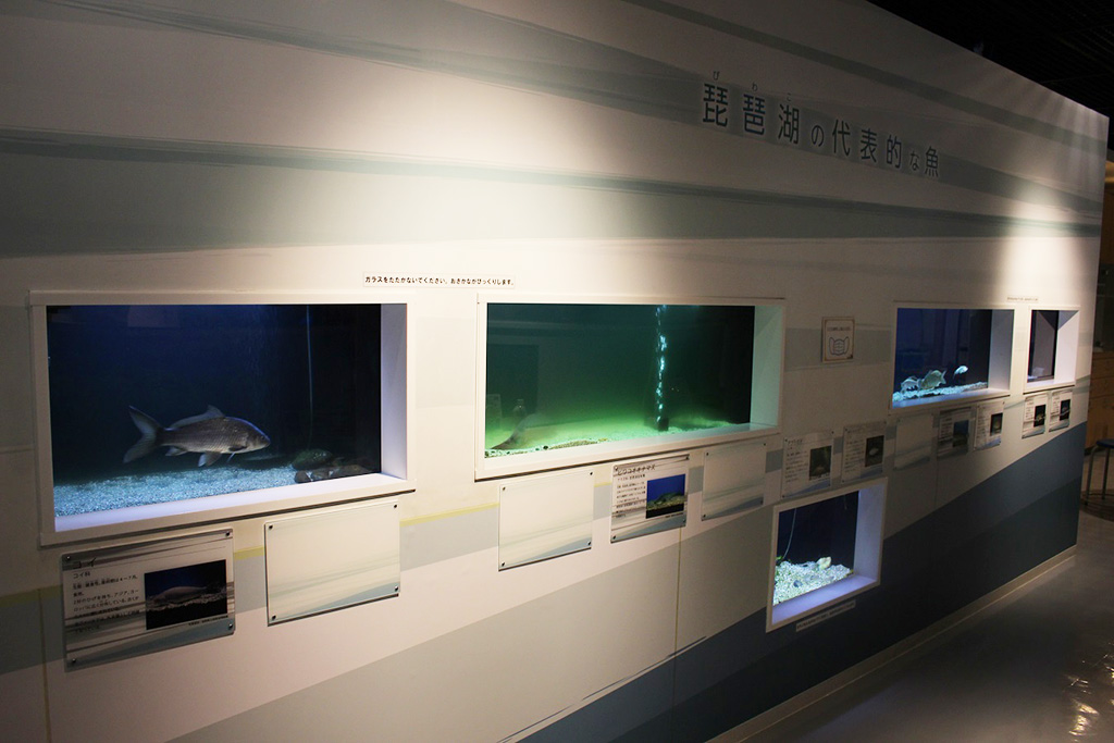 琵琶湖に暮らす生きもの水槽/大津市科学館（滋賀県）