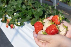 白いちごとは?白いちご狩りもできる農園21選(2025)淡雪・ミルキーベリー・桃薫など