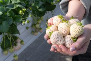 白いちごとは？収穫できるいちご狩りスポット