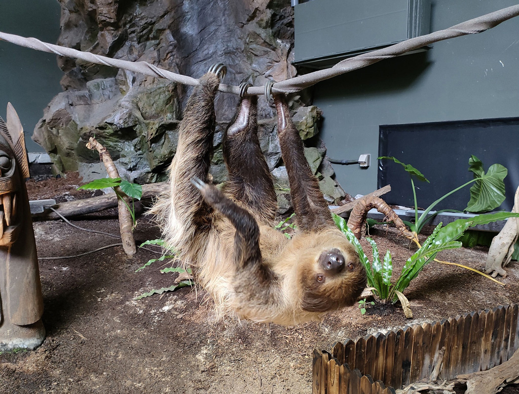 ほとんど動かないフタユビナマケモノ/カワスイ 川崎水族館(神奈川県)