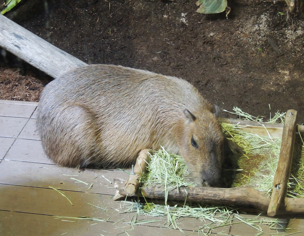 ゆったりと動くカピバラが目の前にいることも/カワスイ 川崎水族館(神奈川県)