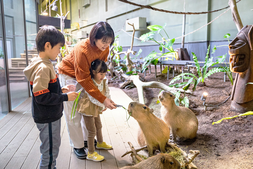 カピバラのエサやり/カワスイ 川崎水族館(神奈川県)