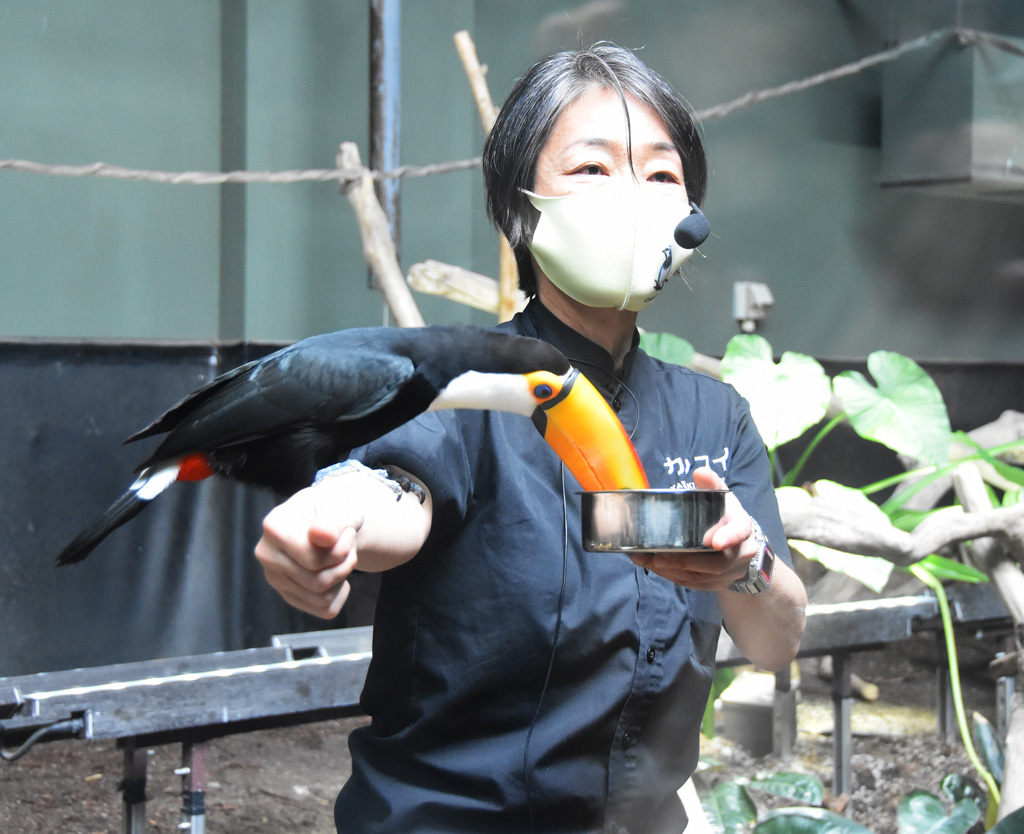 オニオオハシの給餌シーンなどが見られる「飼育員解説」/カワスイ 川崎水族館(神奈川県)