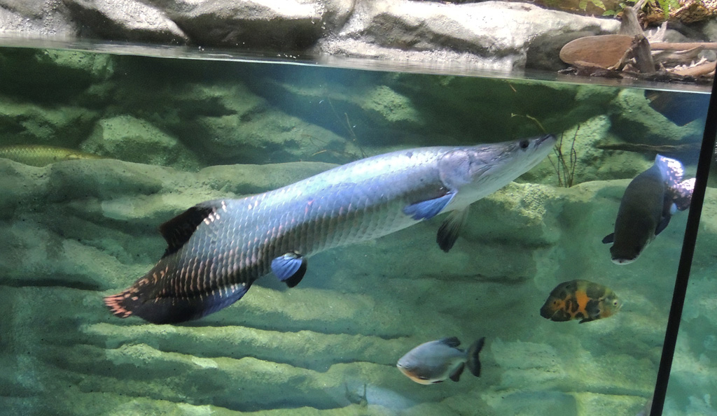 世界最大の淡水魚であるピラルク/カワスイ 川崎水族館(神奈川県)
