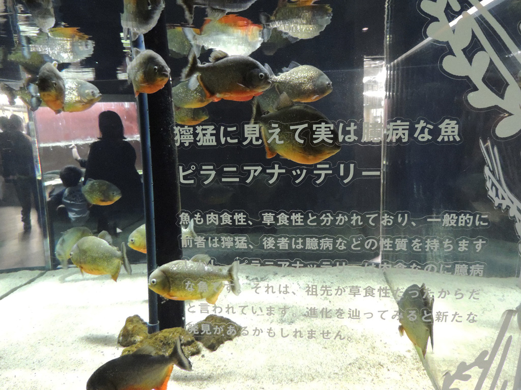 獰猛なイメージがあるピラニアナッテリーですが実は臆病な魚/カワスイ 川崎水族館(神奈川県)