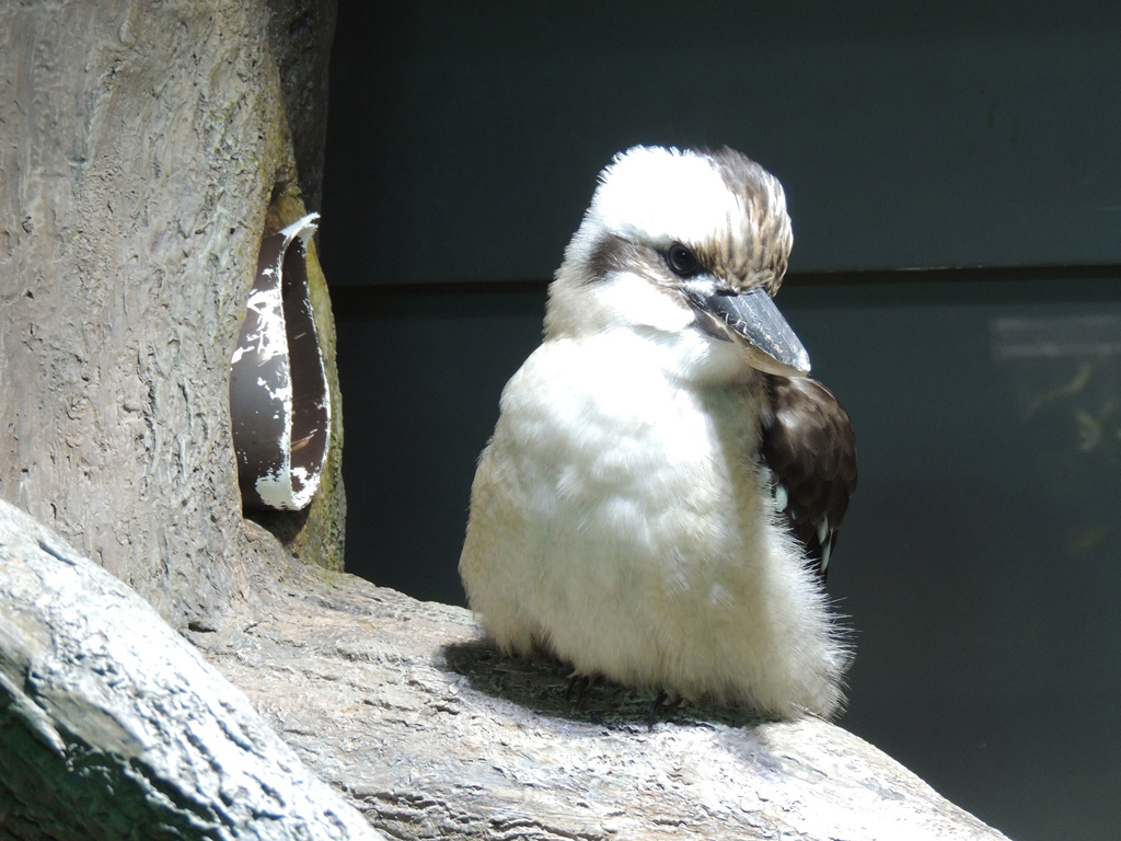 鳴き声が人が笑う声と似ているためワライカワセミと名づけられた/カワスイ 川崎水族館(神奈川県)