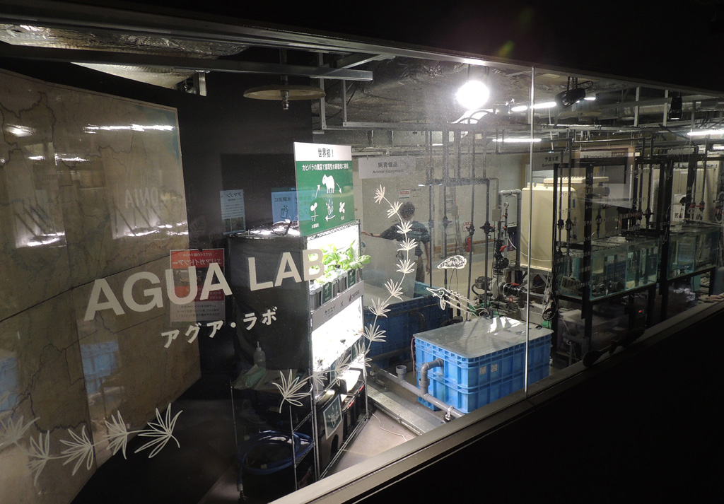 カワスイクルーが作業しているシーンなどを見られることもある「アクア・ラボ エリア」/カワスイ 川崎水族館(神奈川県)