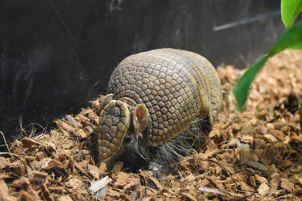 「南アメリカゾーン」と「アマゾンゾーン」にいるマタコミツオビアルマジロ/カワスイ 川崎水族館(神奈川県)