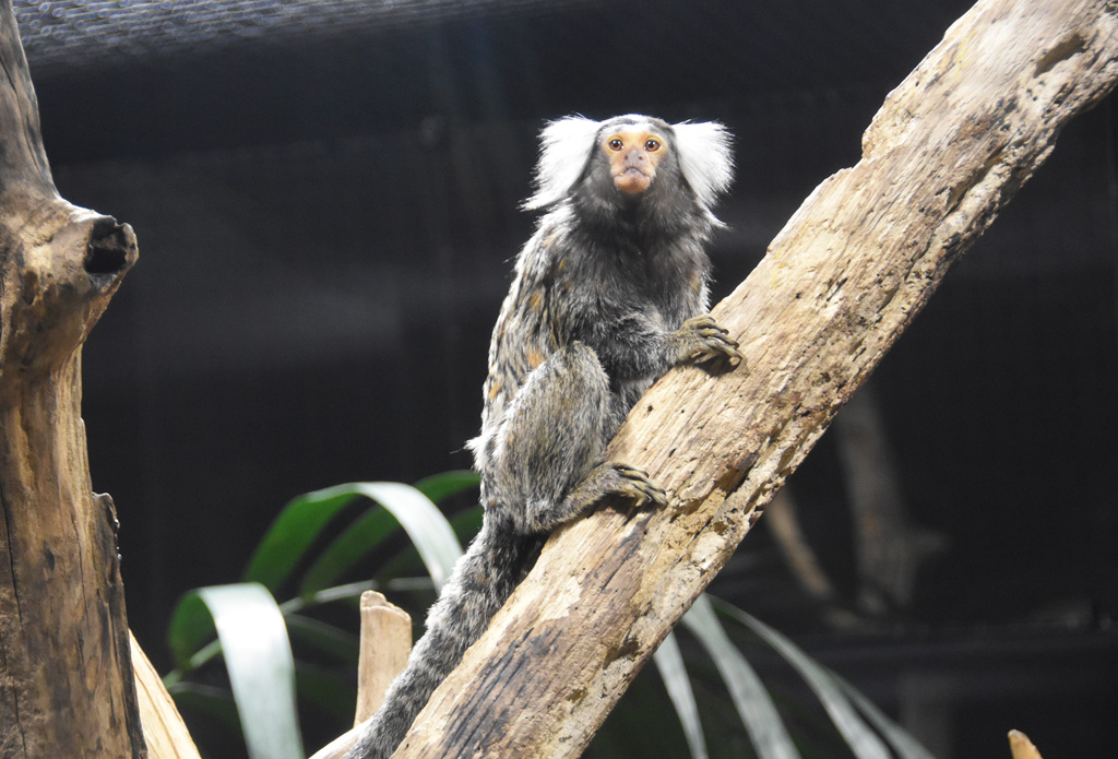 可愛い顔のコモンマーモセット/カワスイ 川崎水族館(神奈川県)