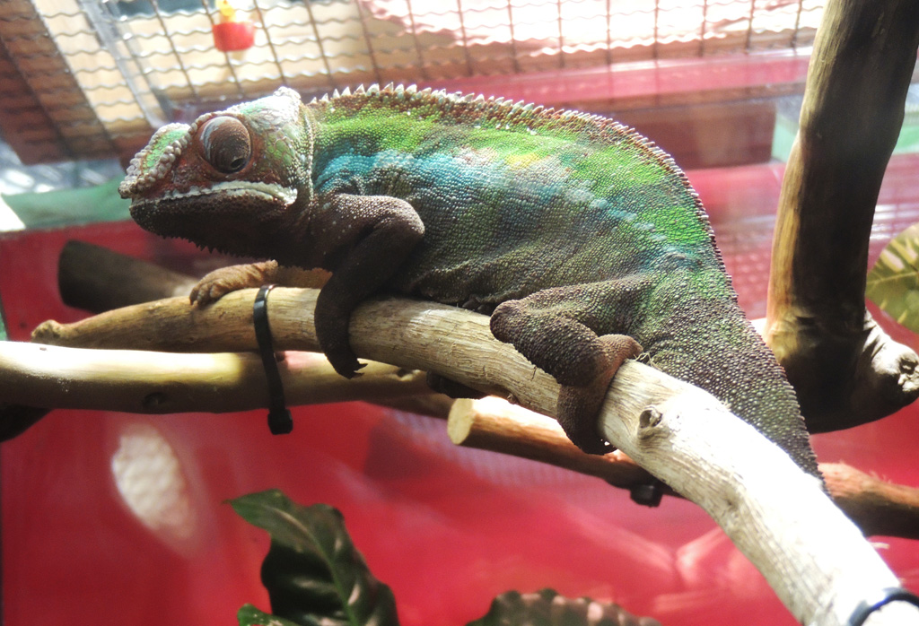 「アフリカゾーン」にるパンサーカメレオン/カワスイ 川崎水族館(神奈川県)