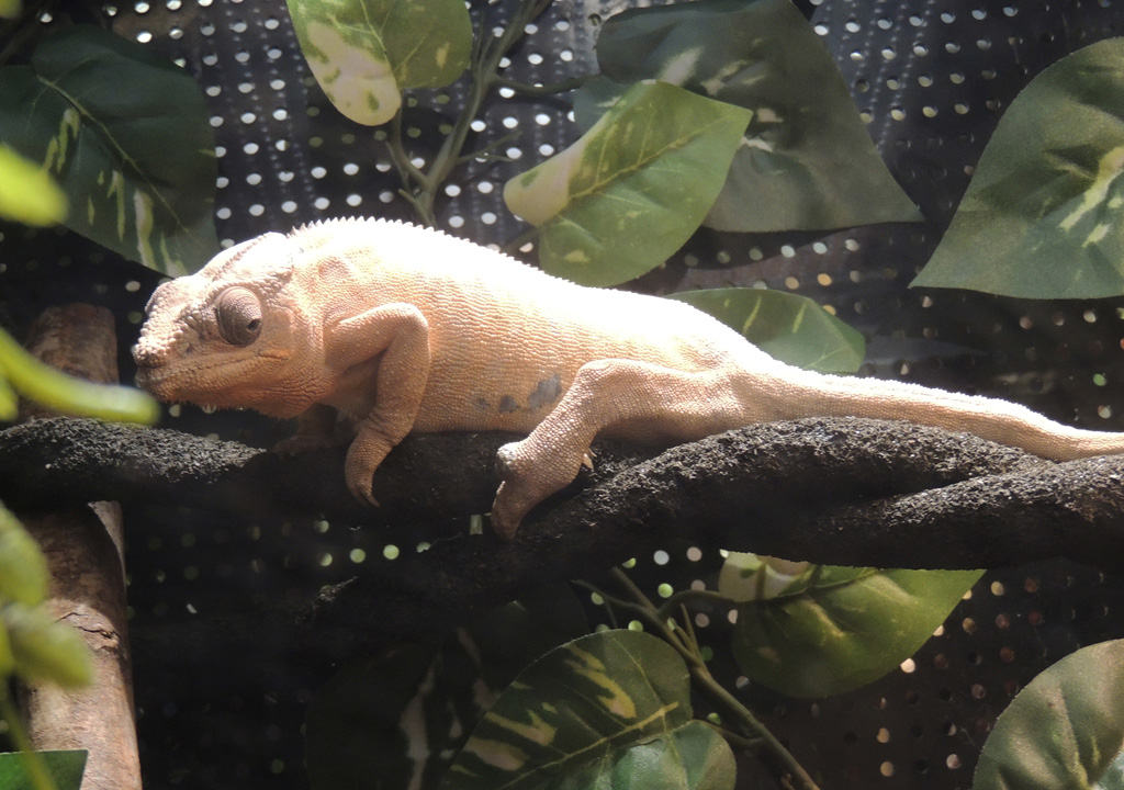 色が変わっているパンサーカメレオン/カワスイ 川崎水族館(神奈川県)