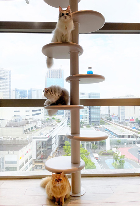 窓からは川崎駅周辺の景色が見渡せる「ソラネコカフェ」/カワスイ 川崎水族館(神奈川県)