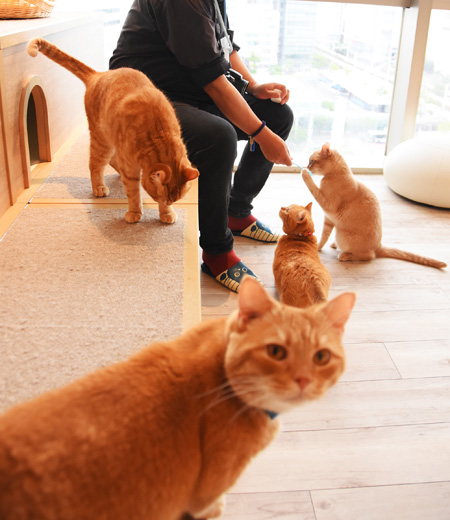 ネコさんのおやつ200円をあげることもできる/カワスイ 川崎水族館(神奈川県)