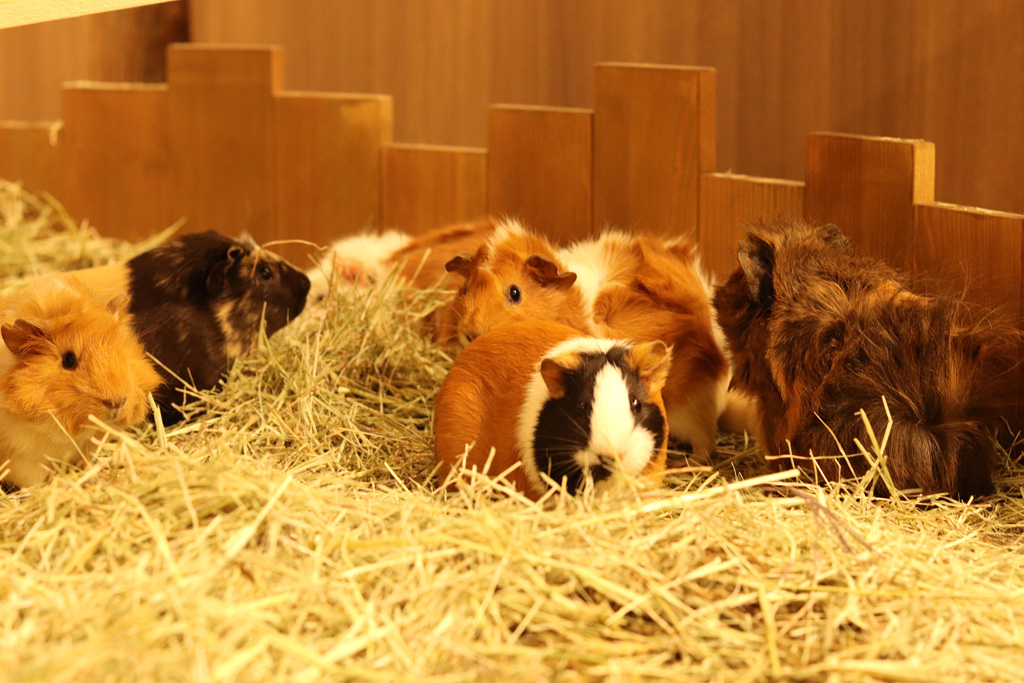 モルモットをはじめ、ウサギやリクガメへのふれあいやエサやりも体験できる/カワスイ 川崎水族館(神奈川県)