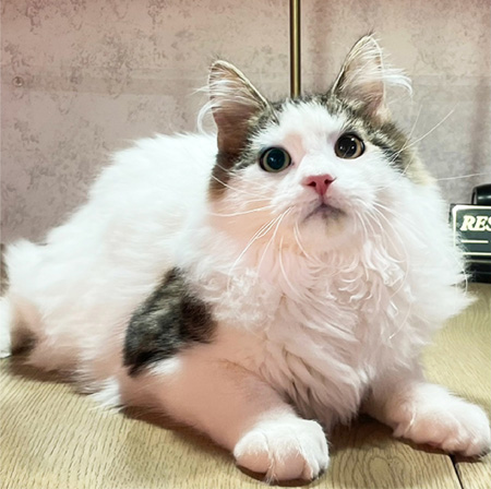 メインクーンのオス“サン”/ナンジャタウン(東京都/豊島区)