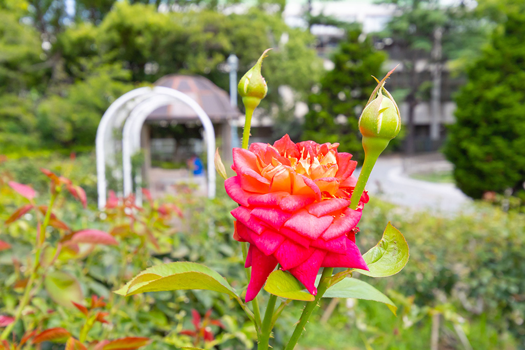 平和のバラ園/片山公園(大阪府/吹田市)