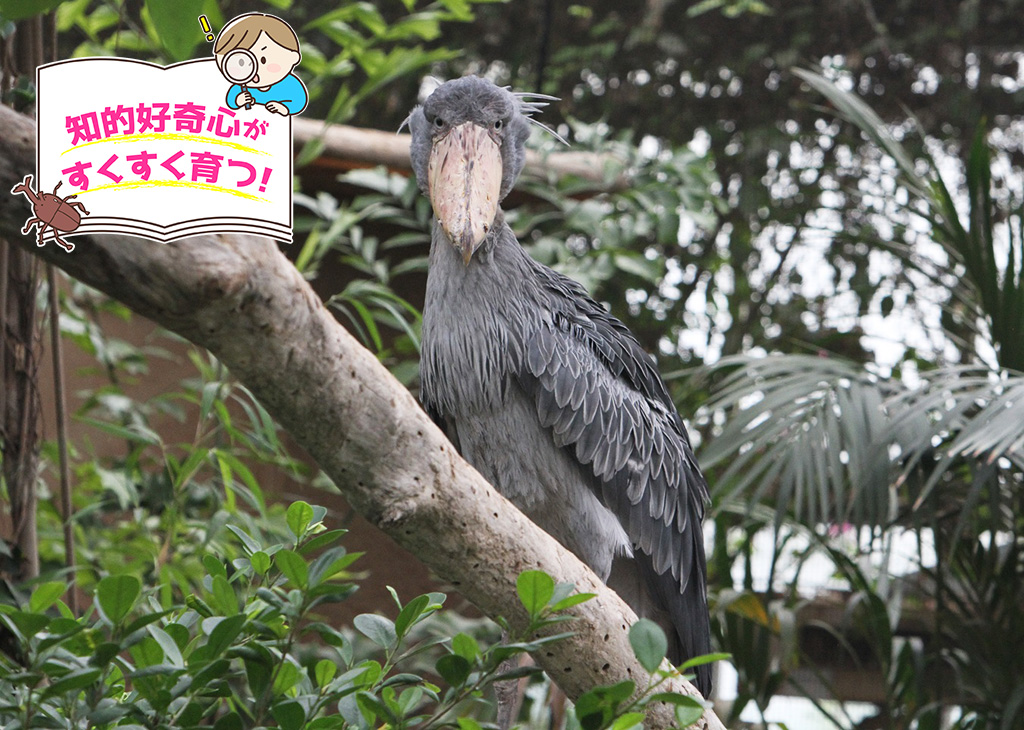 神戸どうぶつ王国（兵庫県/神戸市）