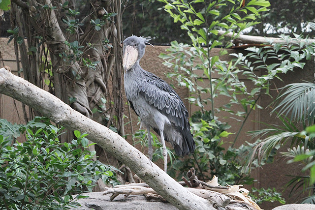 ハシビロコウ/神戸どうぶつ王国(兵庫県/神戸市)