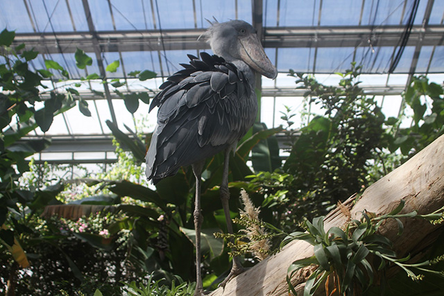 ハシビロコウ/神戸どうぶつ王国(兵庫県/神戸市)
