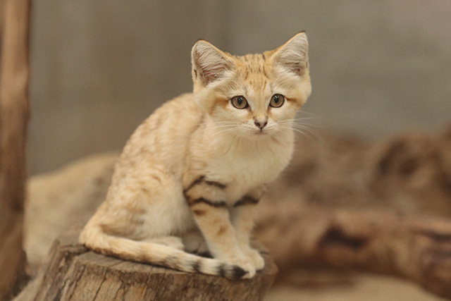 スナネコ/神戸どうぶつ王国(兵庫県/神戸市)