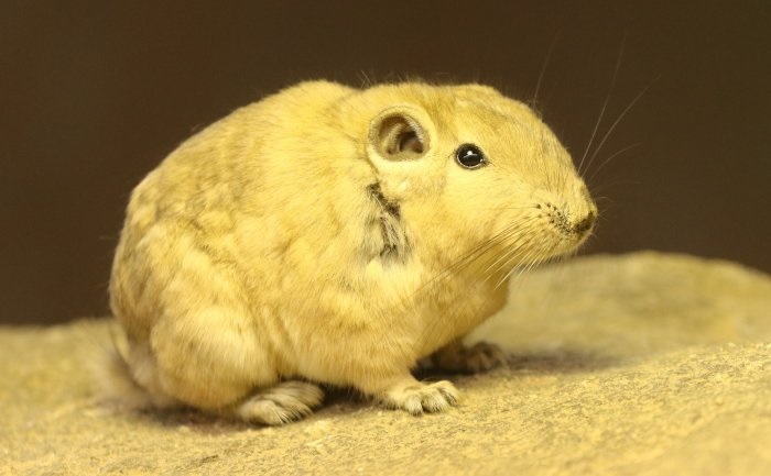 グンディ/神戸どうぶつ王国(兵庫県/神戸市)