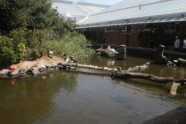 アフリカの湿地/神戸どうぶつ王国(兵庫県/神戸市)