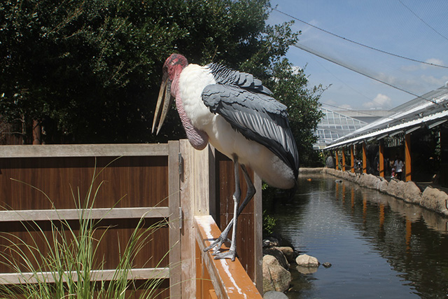 神戸どうぶつ王国(兵庫県/神戸市)