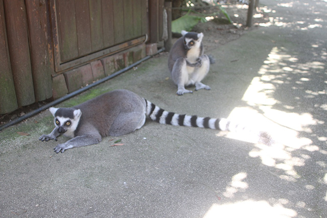 ワオキツネザル/神戸どうぶつ王国(兵庫県/神戸市)