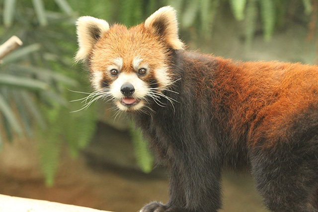 レッサーパンダ/神戸どうぶつ王国(兵庫県/神戸市)