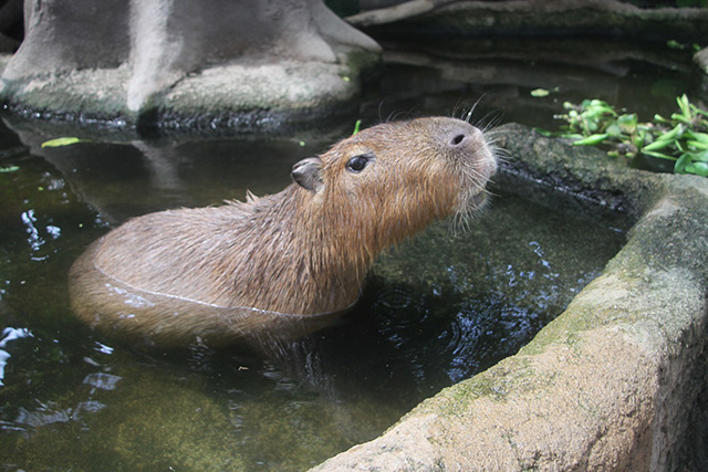 カピバラ/神戸どうぶつ王国(兵庫県/神戸市)